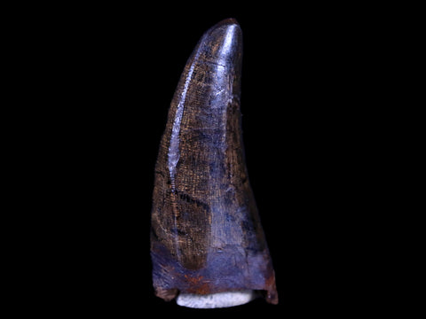 1.4" Tyrannosaur Serrated Fossil Tooth Cretaceous Dinosaur Judith River FM MT COA - Fossil Age Minerals