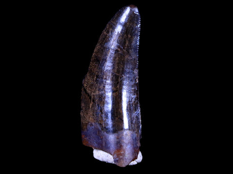 1.4" Tyrannosaur Serrated Fossil Tooth Cretaceous Dinosaur Judith River FM MT COA - Fossil Age Minerals