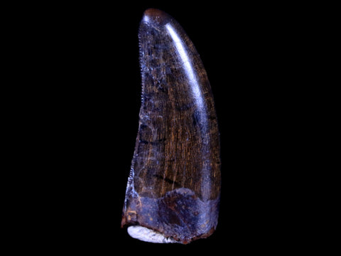 1.4" Tyrannosaur Serrated Fossil Tooth Cretaceous Dinosaur Judith River FM MT COA - Fossil Age Minerals