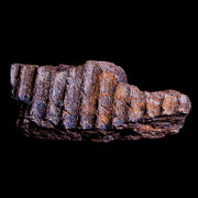 3" Edmontosaurus Fossil Jaw Maxilla Bone Lance Creek Cretaceous Dinosaur WY COA
