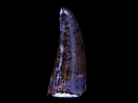 1.4" Tyrannosaur Serrated Fossil Tooth Cretaceous Dinosaur Judith River FM MT COA - Fossil Age Minerals