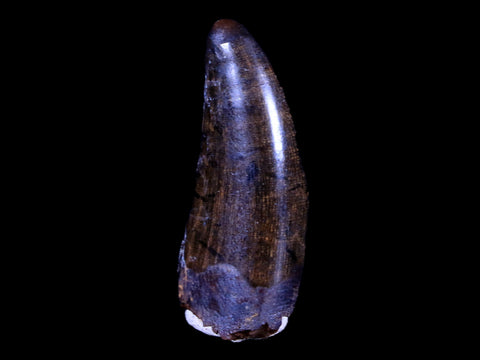 1.4" Tyrannosaur Serrated Fossil Tooth Cretaceous Dinosaur Judith River FM MT COA - Fossil Age Minerals