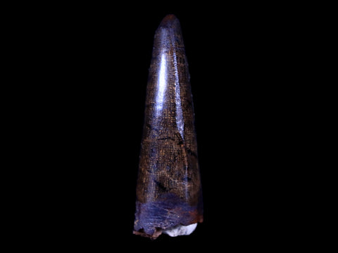 1.4" Tyrannosaur Serrated Fossil Tooth Cretaceous Dinosaur Judith River FM MT COA - Fossil Age Minerals