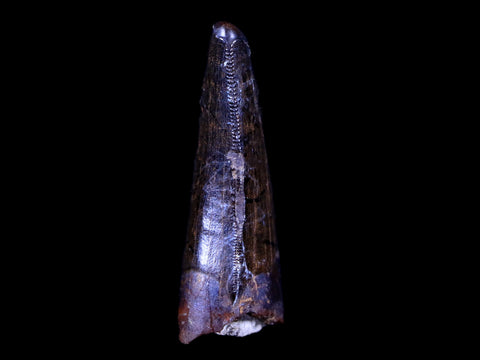 1.4" Tyrannosaur Serrated Fossil Tooth Cretaceous Dinosaur Judith River FM MT COA - Fossil Age Minerals