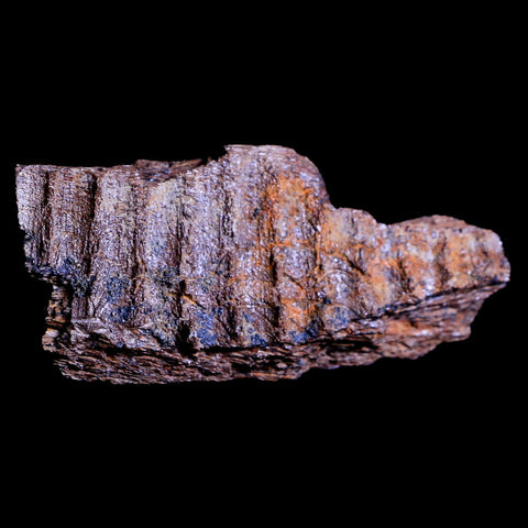 3" Edmontosaurus Fossil Jaw Maxilla Bone Lance Creek Cretaceous Dinosaur WY COA - Fossil Age Minerals