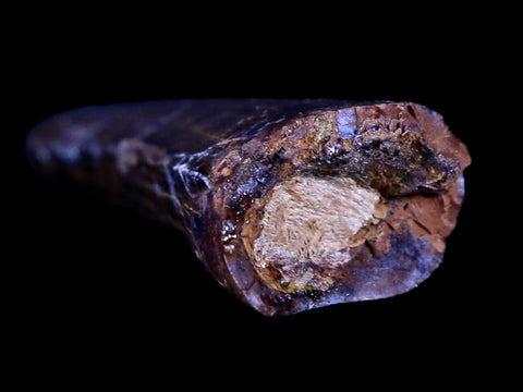 1.4" Tyrannosaur Serrated Fossil Tooth Cretaceous Dinosaur Judith River FM MT COA - Fossil Age Minerals
