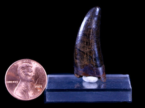 1.4" Tyrannosaur Serrated Fossil Tooth Cretaceous Dinosaur Judith River FM MT COA - Fossil Age Minerals