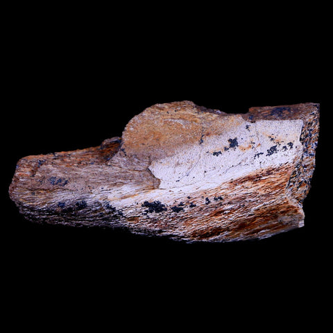 3" Edmontosaurus Fossil Jaw Maxilla Bone Lance Creek Cretaceous Dinosaur WY COA - Fossil Age Minerals