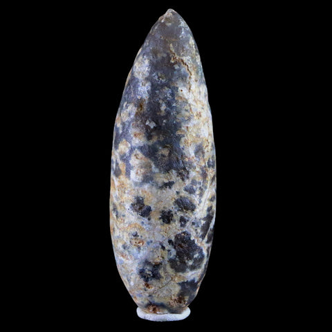 XL 2.2" Fossil Pine Cone Equicalastrobus Replaced By Agate Eocene Age Seeds Fruit - Fossil Age Minerals