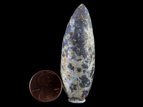 XL 2.2" Fossil Pine Cone Equicalastrobus Replaced By Agate Eocene Age Seeds Fruit - Fossil Age Minerals