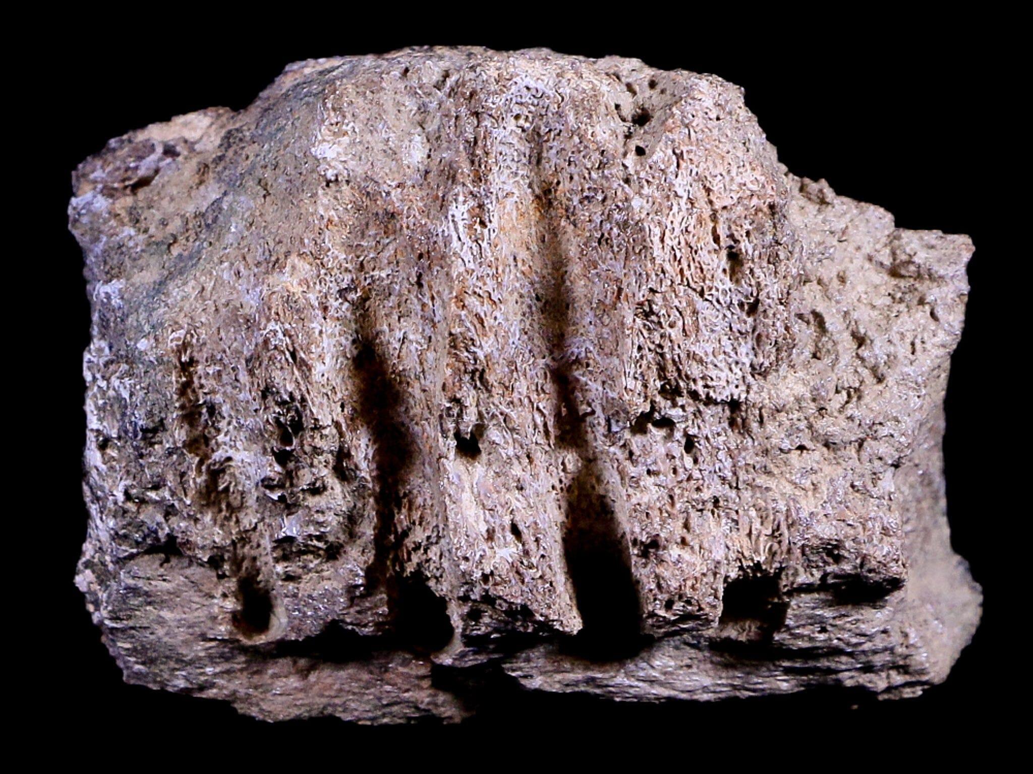 2.3" Edmontosaurus Fossil Jaw Maxilla Bone Lance Creek Cretaceous Dinosaur WY COA - Fossil Age Minerals