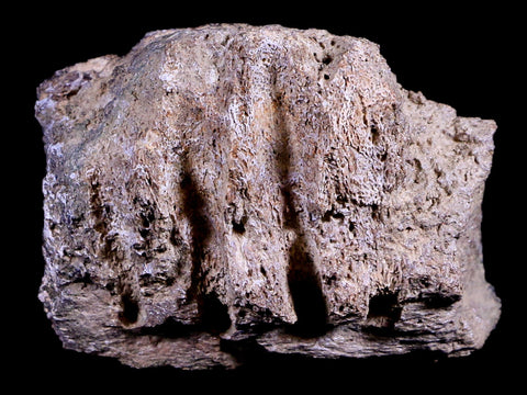 2.3" Edmontosaurus Fossil Jaw Maxilla Bone Lance Creek Cretaceous Dinosaur WY COA - Fossil Age Minerals