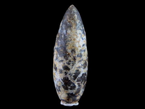 XL 2.2" Fossil Pine Cone Equicalastrobus Replaced By Agate Eocene Age Seeds Fruit - Fossil Age Minerals