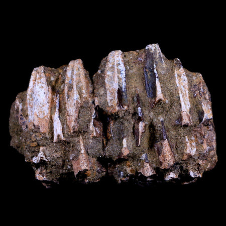 2.5" Edmontosaurus Fossil Jaw Maxilla Teeth Battery Cretaceous Dinosaur WY COA