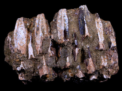 2.5" Edmontosaurus Fossil Jaw Maxilla Teeth Battery Cretaceous Dinosaur WY COA - Fossil Age Minerals
