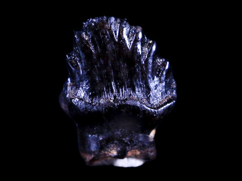 0.5" Ankylosaurus Fossil Tooth Judith River FM Cretaceous Dinosaur MT COA & Display - Fossil Age Minerals