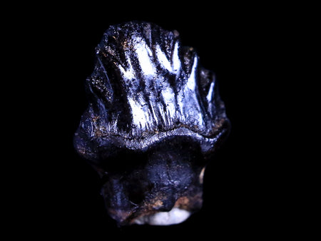 0.5" Ankylosaurus Fossil Tooth Judith River FM Cretaceous Dinosaur MT COA & Display