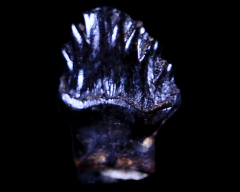 0.5" Ankylosaurus Fossil Tooth Judith River FM Cretaceous Dinosaur MT COA & Display - Fossil Age Minerals