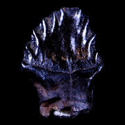 0.5" Ankylosaurus Fossil Tooth Judith River FM Cretaceous Dinosaur MT COA & Display