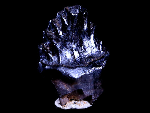 0.5" Ankylosaurus Fossil Tooth Judith River FM Cretaceous Dinosaur MT COA & Display - Fossil Age Minerals