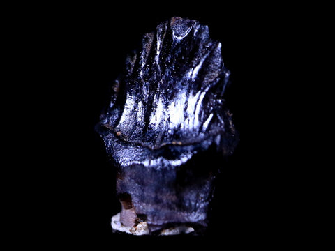 0.5" Ankylosaurus Fossil Tooth Judith River FM Cretaceous Dinosaur MT COA & Display - Fossil Age Minerals