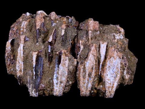 2.5" Edmontosaurus Fossil Jaw Maxilla Teeth Battery Cretaceous Dinosaur WY COA - Fossil Age Minerals