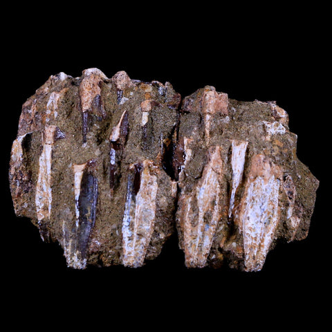 2.5" Edmontosaurus Fossil Jaw Maxilla Teeth Battery Cretaceous Dinosaur WY COA - Fossil Age Minerals