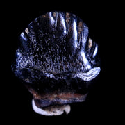 0.4" Ankylosaurus Fossil Tooth Judith River FM Cretaceous Dinosaur MT COA & Display