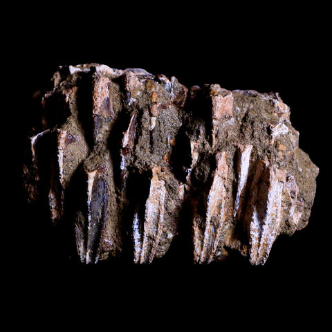 2.5" Edmontosaurus Fossil Jaw Maxilla Teeth Battery Cretaceous Dinosaur WY COA - Fossil Age Minerals