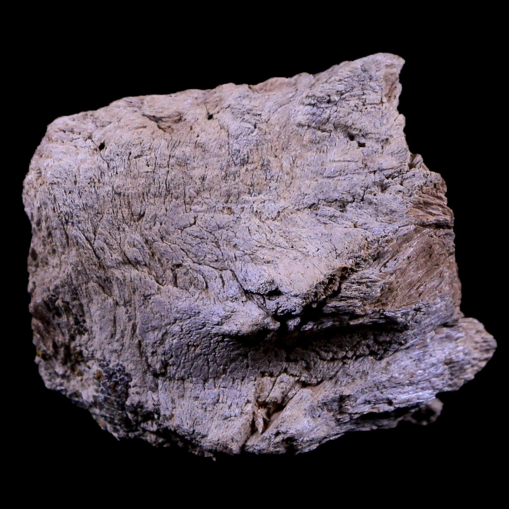 2" Gryposaurus Fossil Jaw Maxilla Bone Duck-Billed Dinosaur Judith River MT COA - Fossil Age Minerals