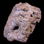 2.3" Ankylosaurus Fossil Skull Bone Lance Creek FM Cretaceous Dinosaur WY COA