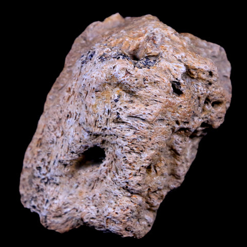 2.3" Ankylosaurus Fossil Skull Bone Lance Creek FM Cretaceous Dinosaur WY COA - Fossil Age Minerals