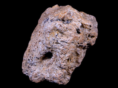 2.3" Ankylosaurus Fossil Skull Bone Lance Creek FM Cretaceous Dinosaur WY COA - Fossil Age Minerals