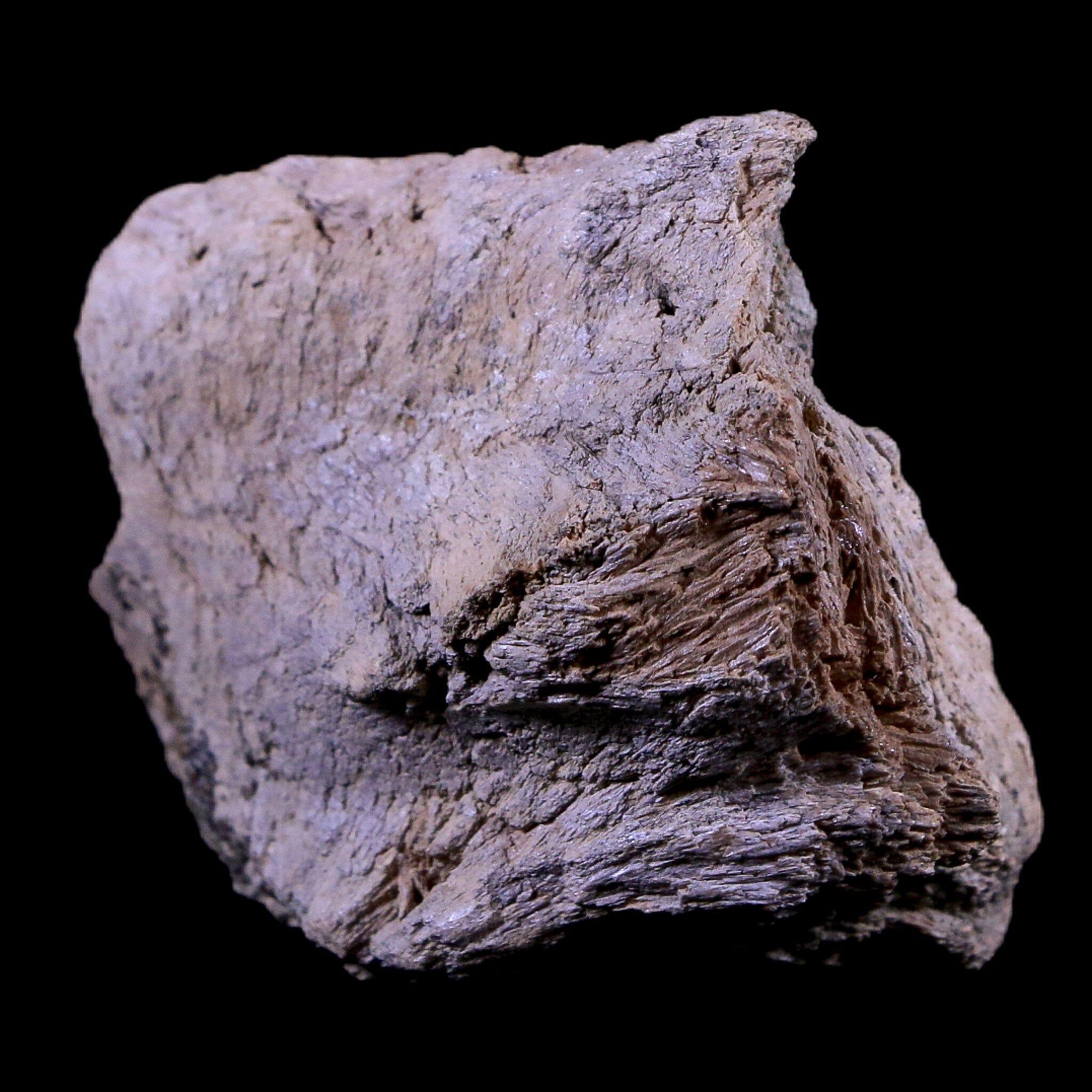 2" Gryposaurus Fossil Jaw Maxilla Bone Duck-Billed Dinosaur Judith River MT COA - Fossil Age Minerals