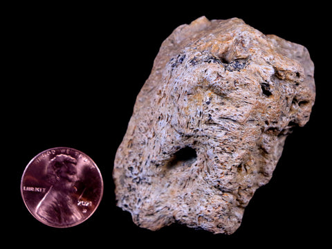 2.3" Ankylosaurus Fossil Skull Bone Lance Creek FM Cretaceous Dinosaur WY COA - Fossil Age Minerals