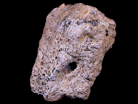 2.3" Ankylosaurus Fossil Skull Bone Lance Creek FM Cretaceous Dinosaur WY COA - Fossil Age Minerals