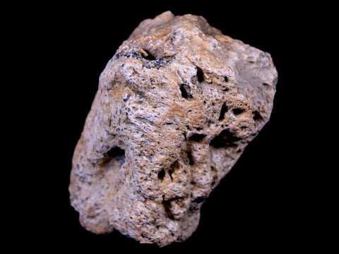 2.3" Ankylosaurus Fossil Skull Bone Lance Creek FM Cretaceous Dinosaur WY COA - Fossil Age Minerals