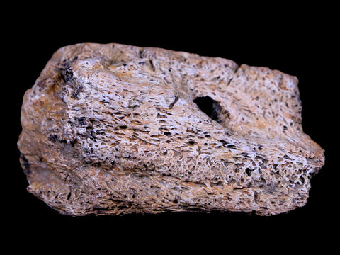 2.3" Ankylosaurus Fossil Skull Bone Lance Creek FM Cretaceous Dinosaur WY COA - Fossil Age Minerals
