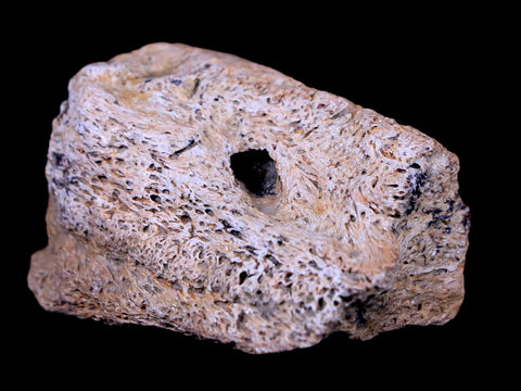 2.3" Ankylosaurus Fossil Skull Bone Lance Creek FM Cretaceous Dinosaur WY COA - Fossil Age Minerals