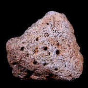 2" Ankylosaurus Fossil Skull Bone Lance Creek FM Cretaceous Dinosaur WY COA