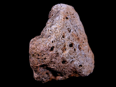 2" Ankylosaurus Fossil Skull Bone Lance Creek FM Cretaceous Dinosaur WY COA
