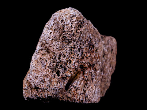 2" Ankylosaurus Fossil Skull Bone Lance Creek FM Cretaceous Dinosaur WY COA - Fossil Age Minerals
