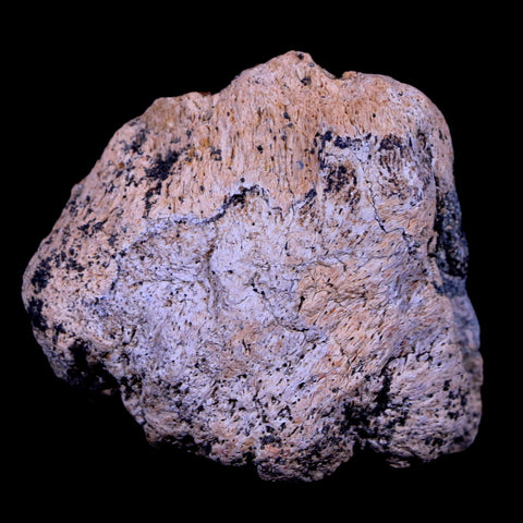 2.3" Ankylosaurus Fossil Skull Bone Lance Creek FM Cretaceous Dinosaur WY COA - Fossil Age Minerals
