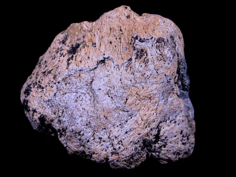 2.3" Ankylosaurus Fossil Skull Bone Lance Creek FM Cretaceous Dinosaur WY COA - Fossil Age Minerals