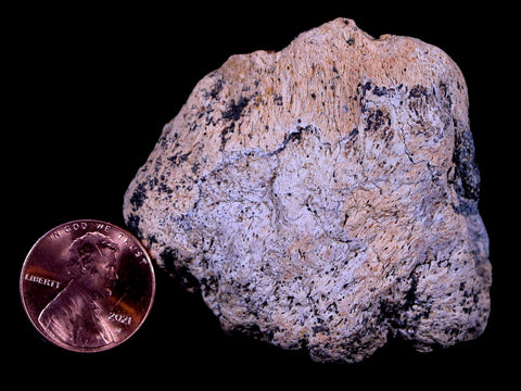 2.3" Ankylosaurus Fossil Skull Bone Lance Creek FM Cretaceous Dinosaur WY COA - Fossil Age Minerals