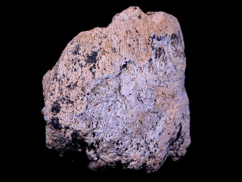 2.3" Ankylosaurus Fossil Skull Bone Lance Creek FM Cretaceous Dinosaur WY COA - Fossil Age Minerals