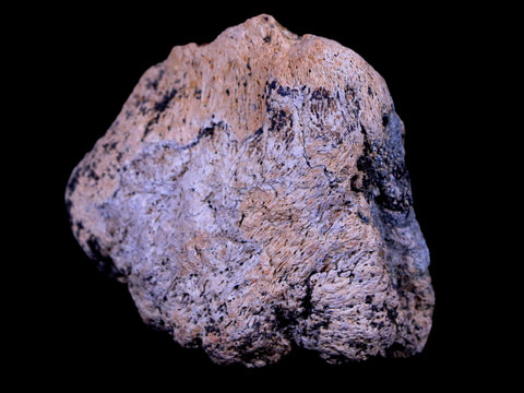 2.3" Ankylosaurus Fossil Skull Bone Lance Creek FM Cretaceous Dinosaur WY COA - Fossil Age Minerals