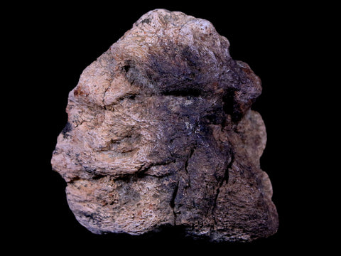 2.3" Ankylosaurus Fossil Skull Bone Lance Creek FM Cretaceous Dinosaur WY COA - Fossil Age Minerals