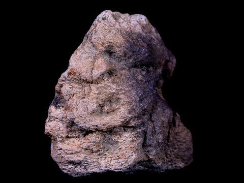 2.3" Ankylosaurus Fossil Skull Bone Lance Creek FM Cretaceous Dinosaur WY COA - Fossil Age Minerals