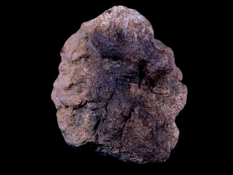 2.3" Ankylosaurus Fossil Skull Bone Lance Creek FM Cretaceous Dinosaur WY COA - Fossil Age Minerals